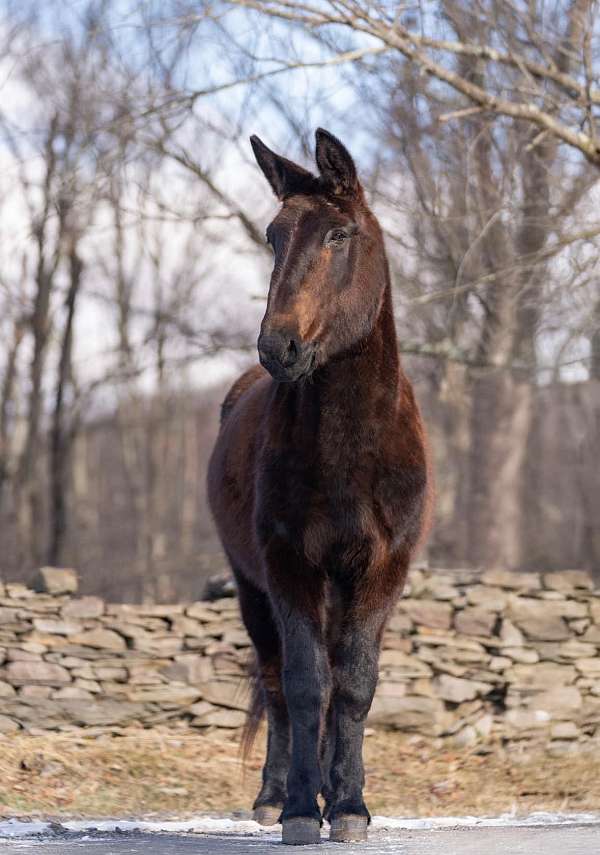 ranch-work-quarter-horse