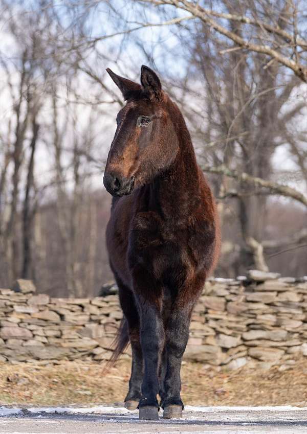 family-horse-quarter