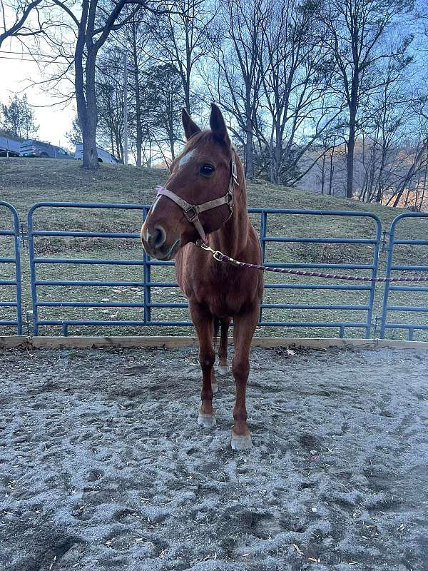 barrel-trail-foal