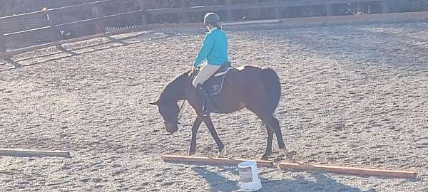 dressage-thoroughbred-pony