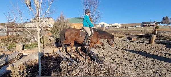 equitation-thoroughbred-pony