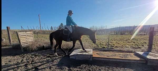 eventing-thoroughbred-pony