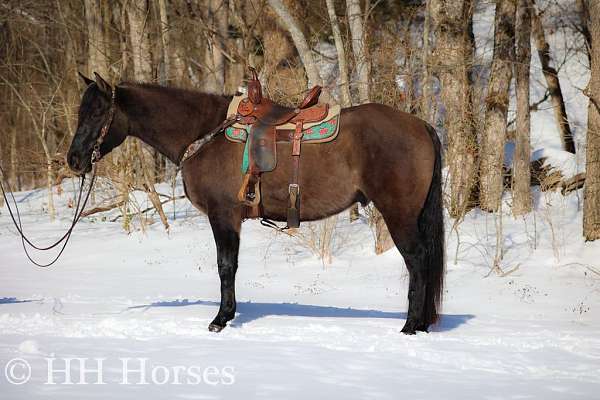 beginner-safe-quarter-horse