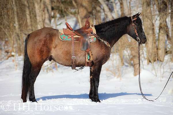 ranch-work-quarter-horse