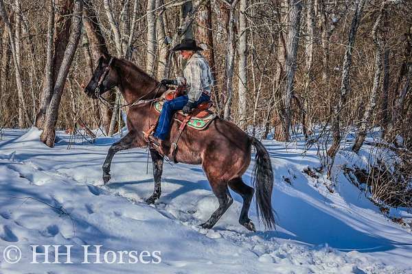 all-around-quarter-horse