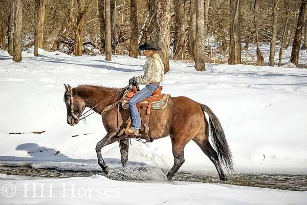 athletic-quarter-horse