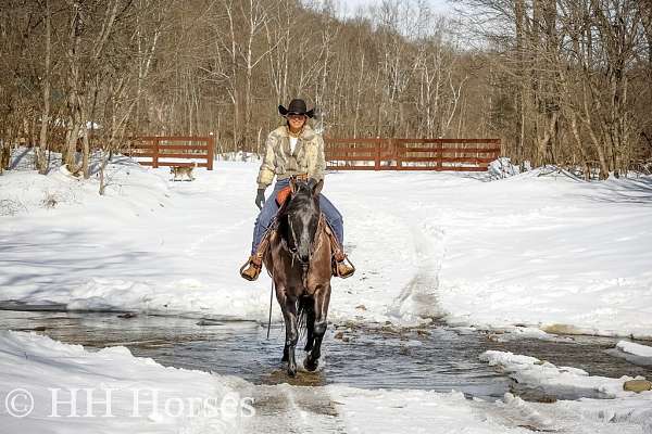 trail-quarter-horse