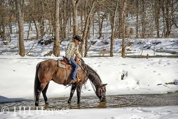 beginner-quarter-horse