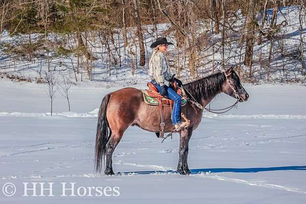 kid-safe-quarter-horse