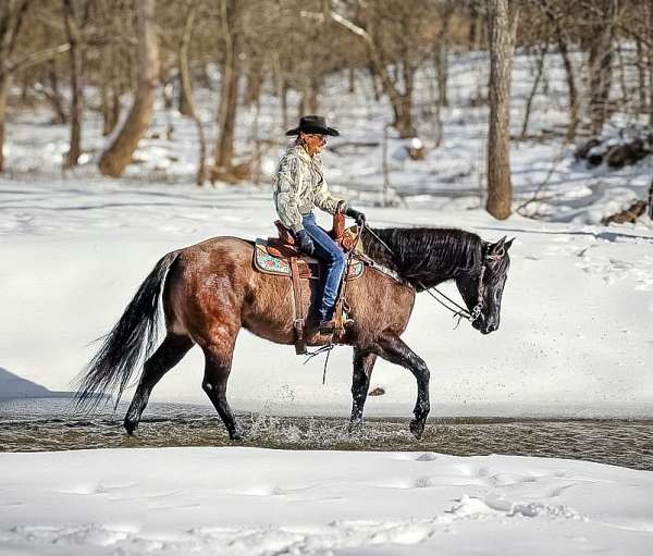 lesson-quarter-horse