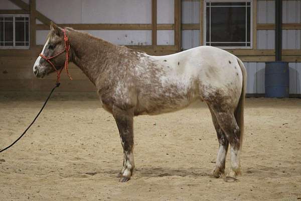 beginner-safe-quarter-horse