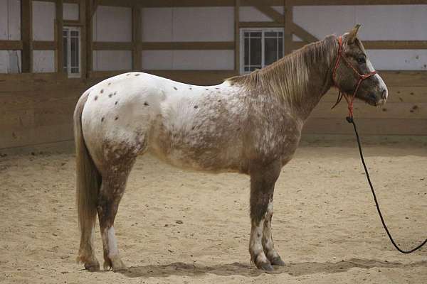 family-horse-quarter