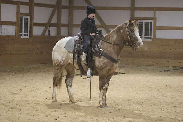 grulla-quarter-horse