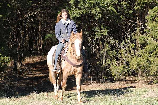 husband-safe-quarter-horse