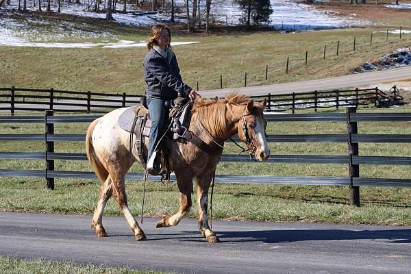 kid-safe-quarter-horse