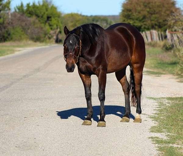 beginner-safe-quarter-horse