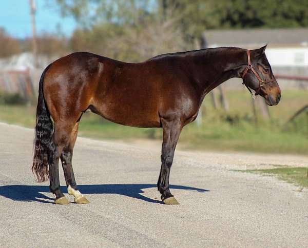 ranch-work-quarter-horse