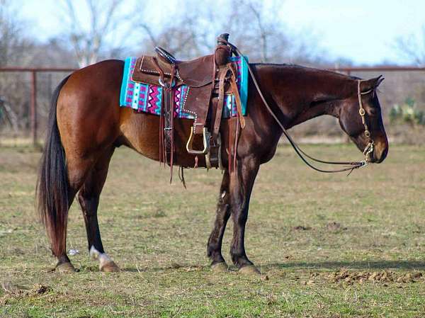 athletic-quarter-horse