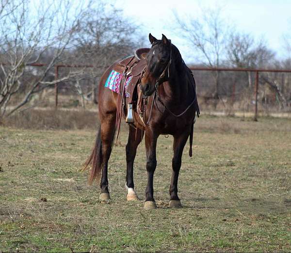 beginner-quarter-horse