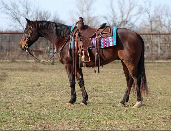 calf-roping-quarter-horse