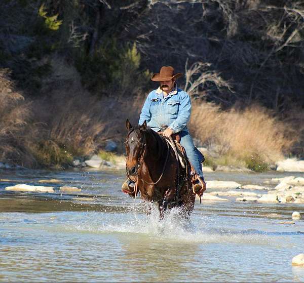 finished-quarter-horse