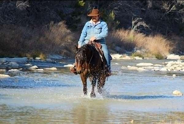 husband-safe-quarter-horse