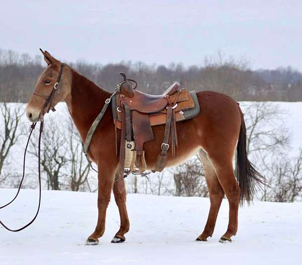 family-horse-quarter