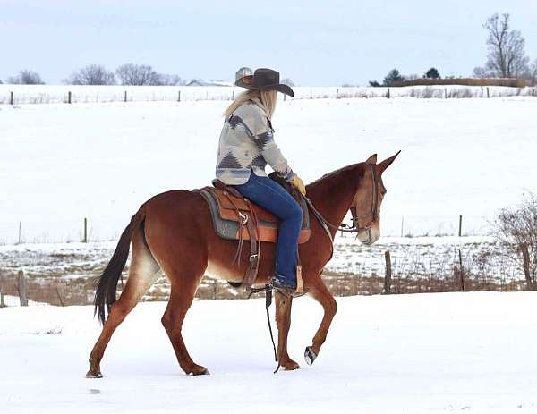 trail-quarter-horse