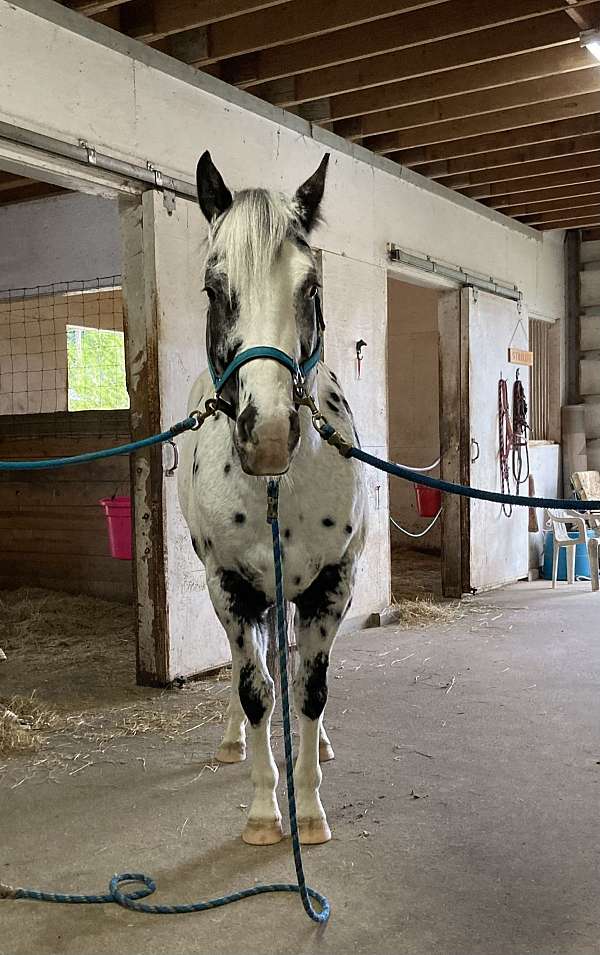 black-leopard-horse