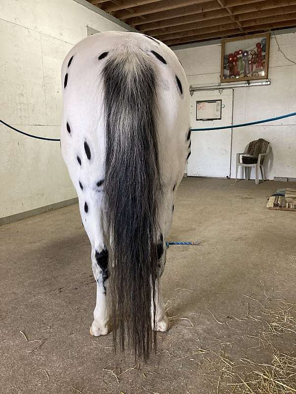 leopard-horse