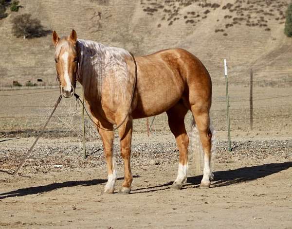 palomino-blaze-horse