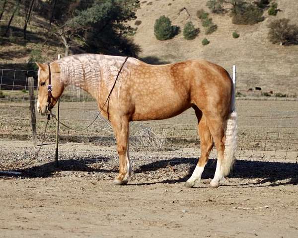 beginner-safe-quarter-horse