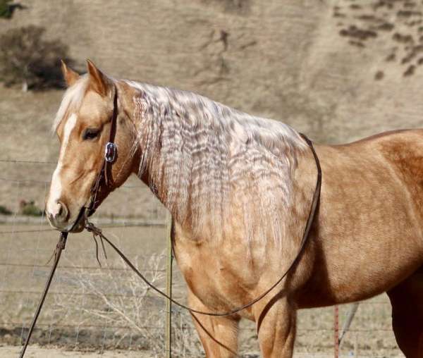 ranch-work-quarter-horse