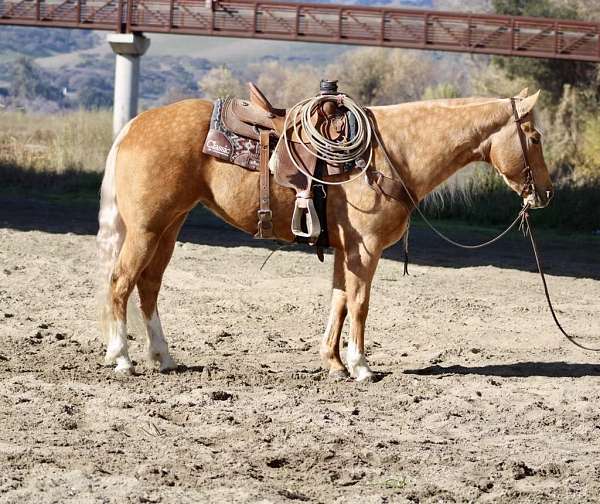 all-around-quarter-horse