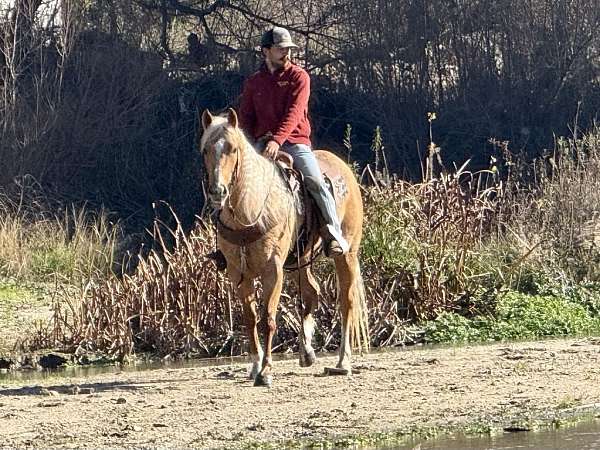 family-horse-quarter