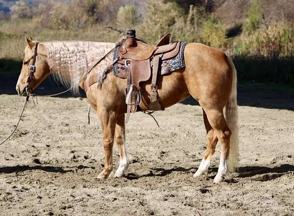 palomino-quarter-horse