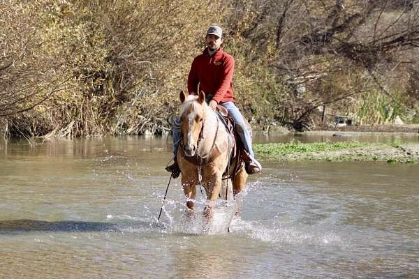 trail-quarter-horse