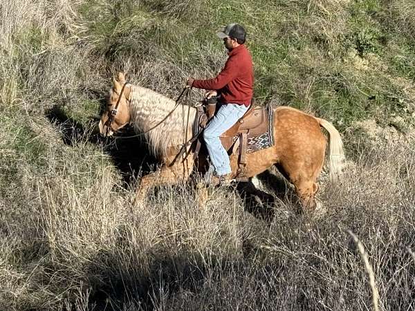 companion-quarter-horse