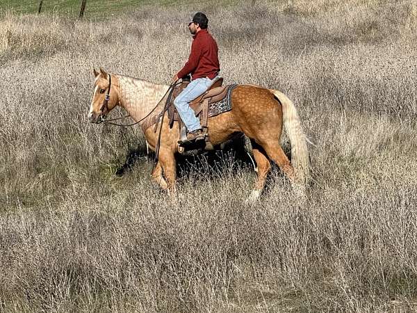 experienced-quarter-horse