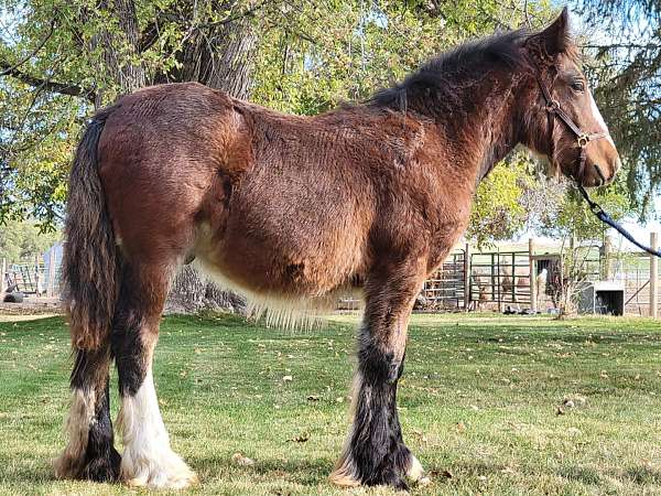 gelding-prospect-gypsy-vanner-horse