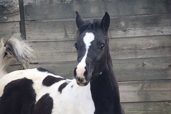 black-white-arabian-paint-filly