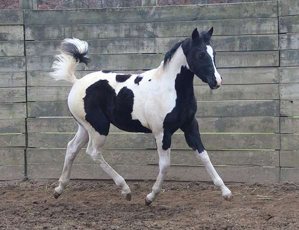 black-white-arabian-paint-horses-for-sale