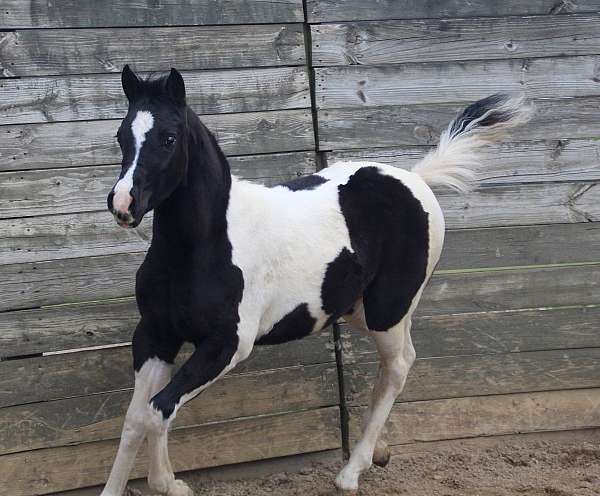 black-white-arabian-paint-horse