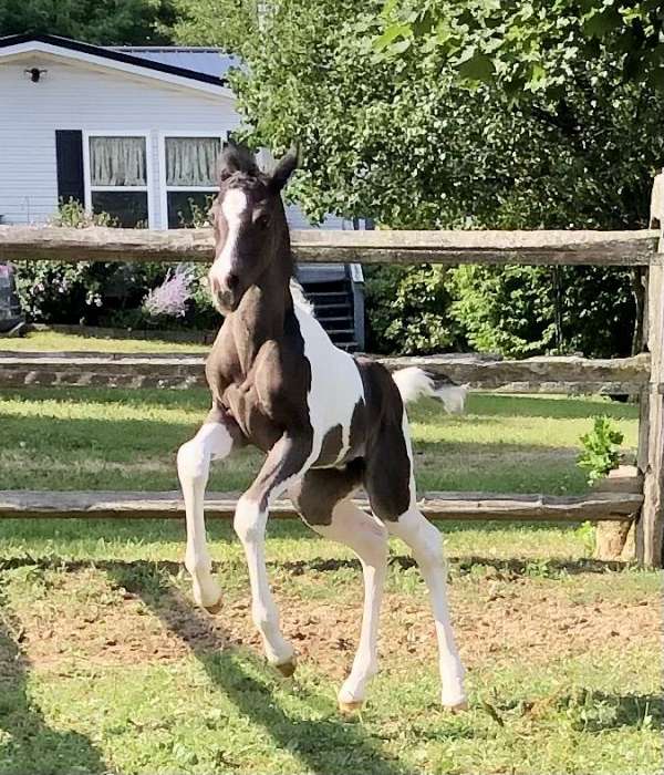 arabian-paint-filly