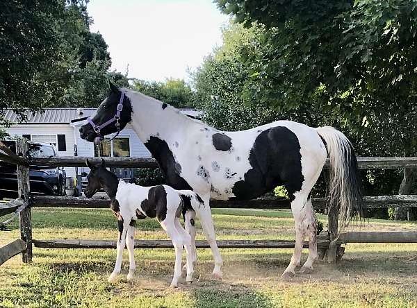 half-arabian-filly