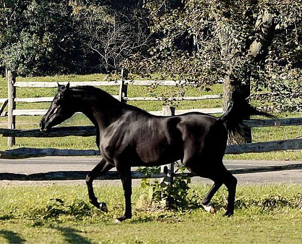 half-arabian-horse