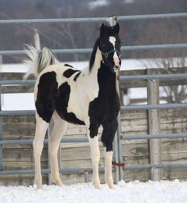 foal-half-arabian-horse