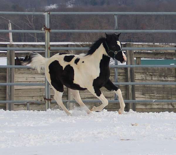 precious-half-arabian-horse