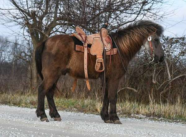 pony-gelding