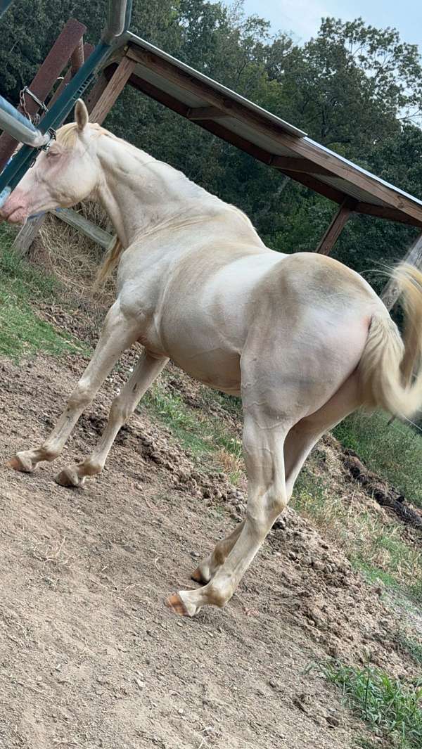 apha-aqha-palomino-horse